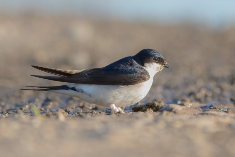 Tachycineta albilinea