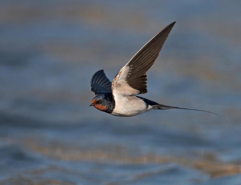 Ласточка городская (Delichon urbicum)