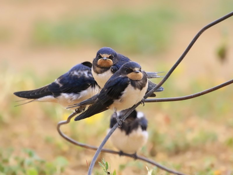 Деревенская Ласточка – Hirundo Rustica