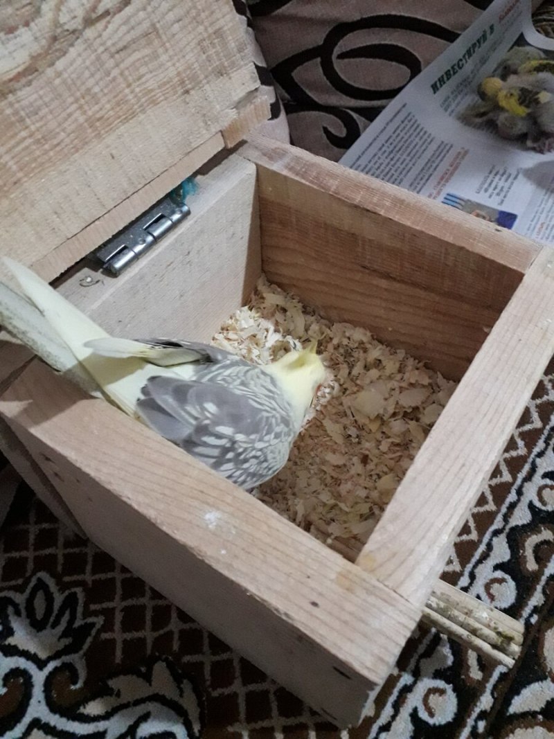 Гнездо для попугаев корелла