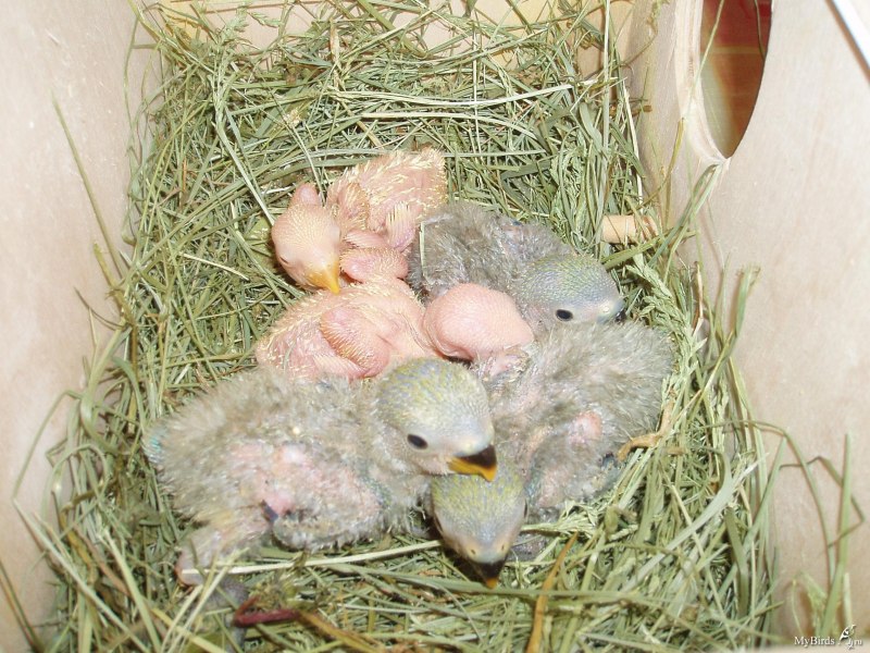 Птички в гнезде