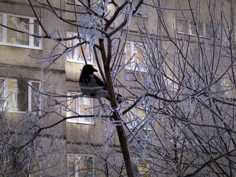 Ворон за окном