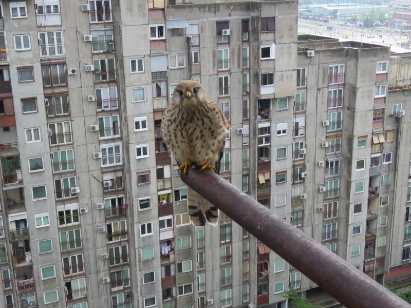 Сокол на окне