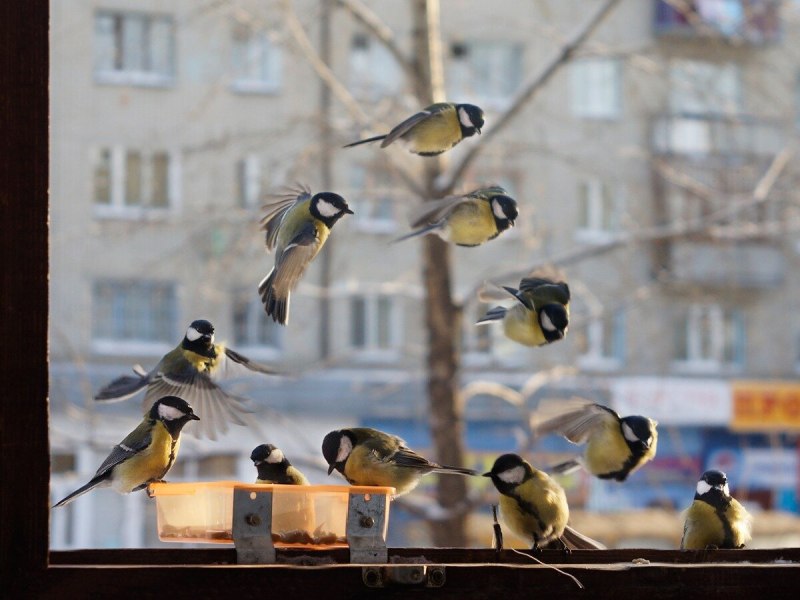 Стая синичек
