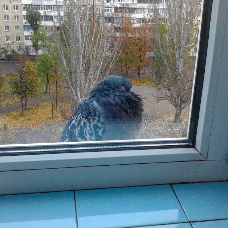 Голуби на окна