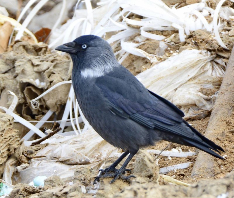 Corvus monedula