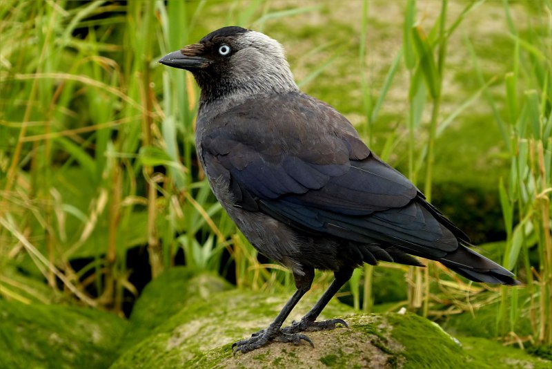 Галка (Coloeus monedula)