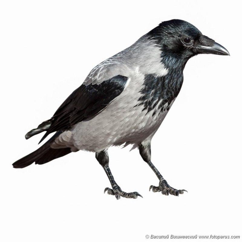 Green Jackdaw