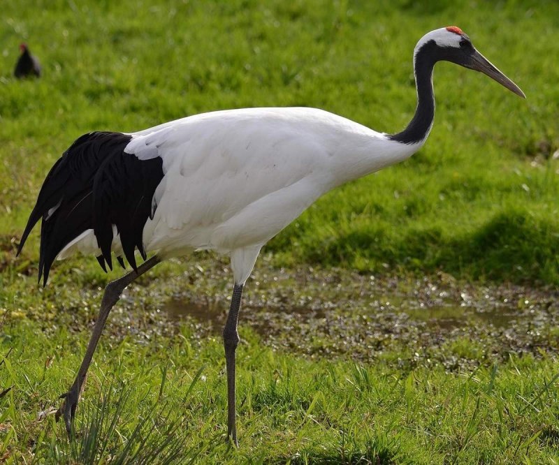 Японский (Уссурийский) журавль Grus japonensis