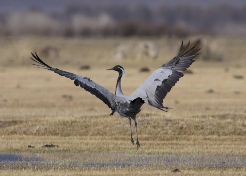 Красавка (anthropoides Virgo)