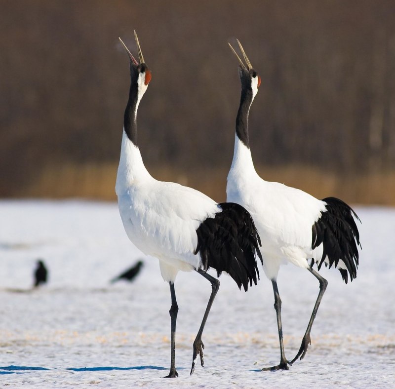 Японский (Уссурийский) журавль Grus japonensis