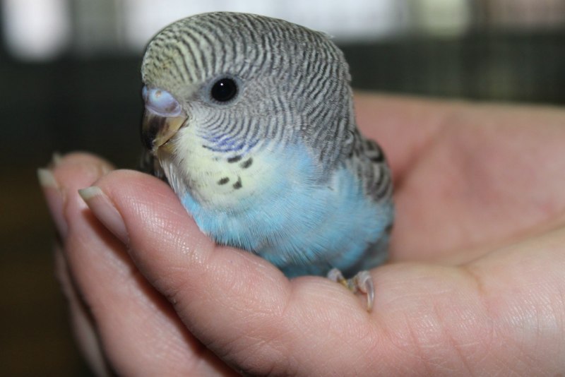 Новорожденные волнистые попугаи (78 фото)