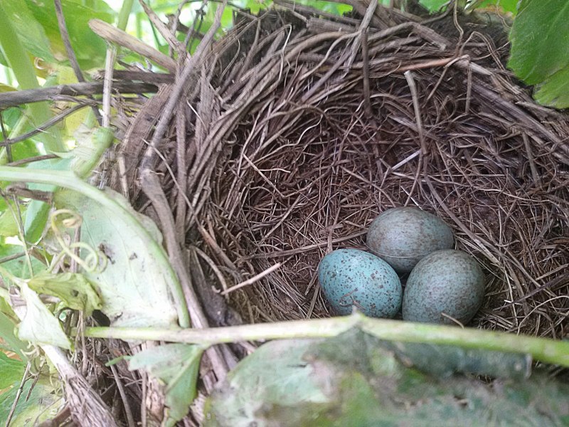 Robins Nest Bird