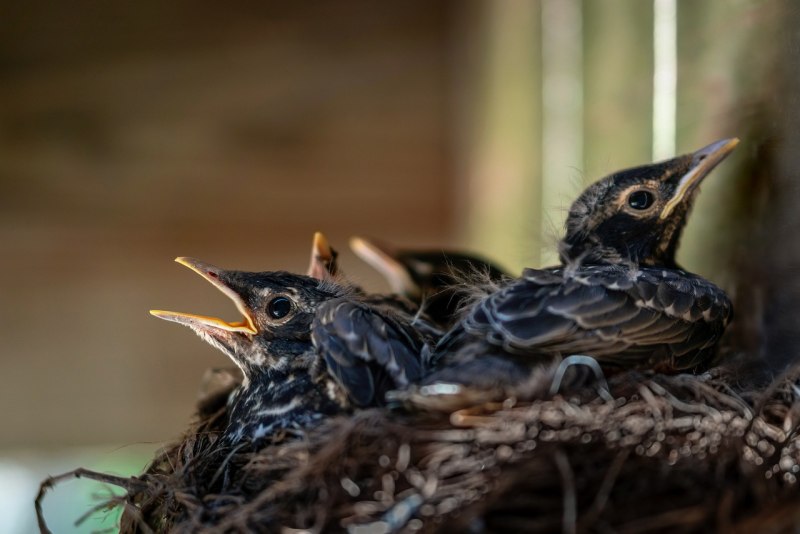 Turdus Merula Nest