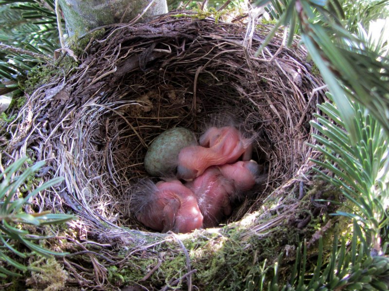Дрозд чёрный (turdus Merula) 4к