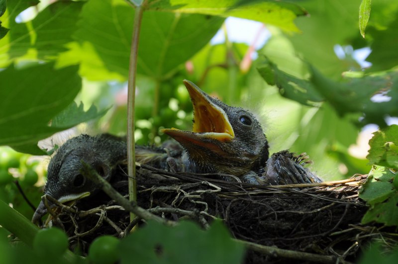 Turdus Merula яйца