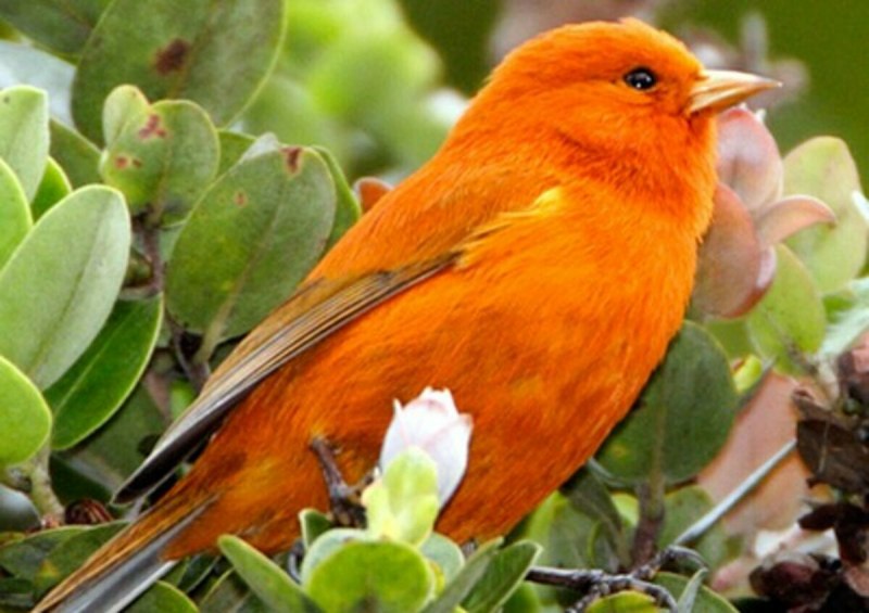 Птица оранжевого цвета (83 фото)