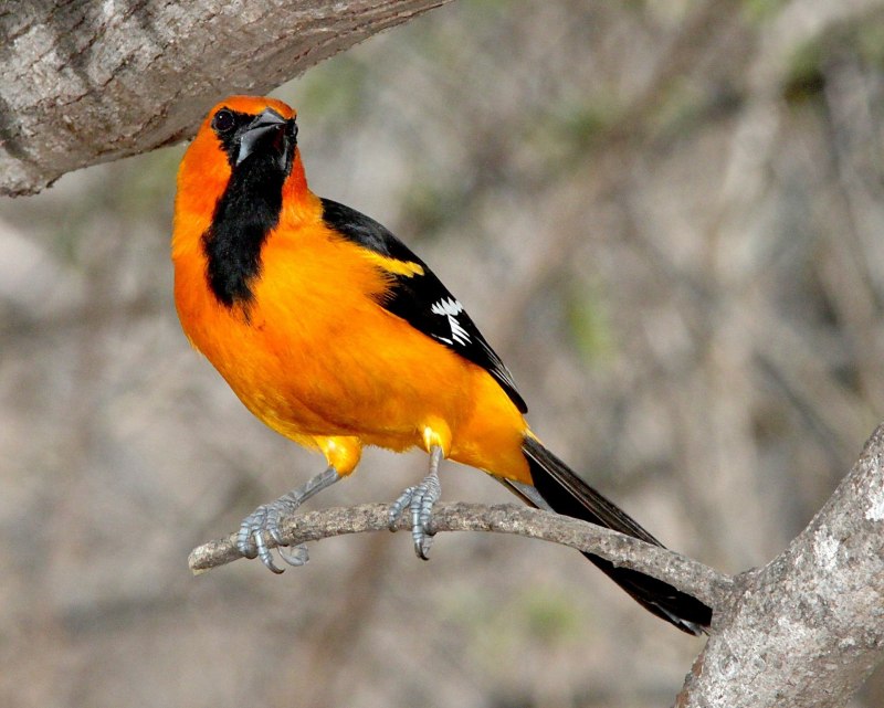 Oriole птица