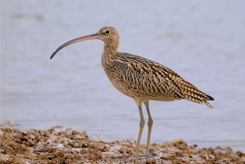 Кроншнеп средний – Numenius phaeopus