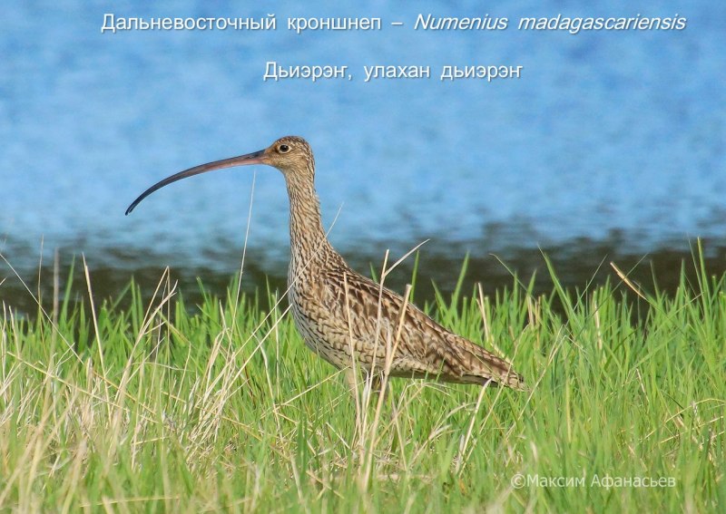 Большой кроншнеп фото