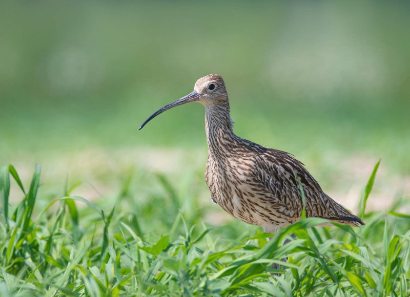 Средний кроншнеп (Numenius phaeopus) — уязвимый вид