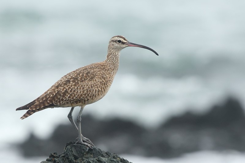 Numenius phaeopus