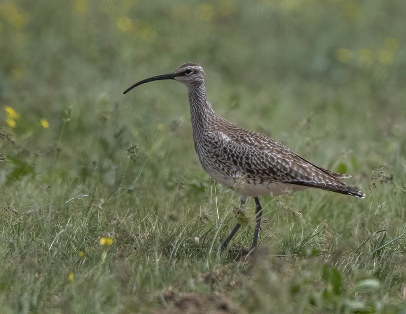 Кроншнеп средний – Numenius phaeopus