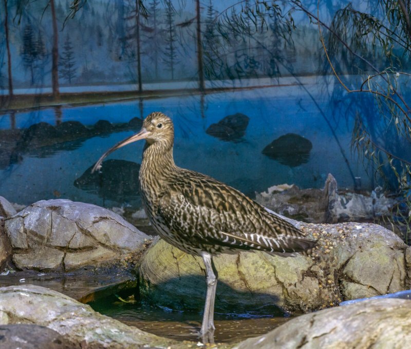 Бекас Кулик птица