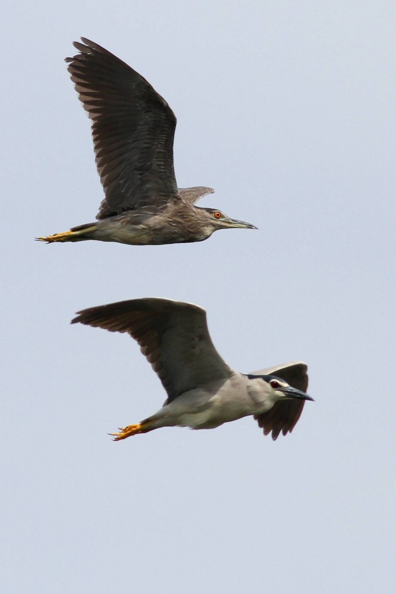 Nycticorax