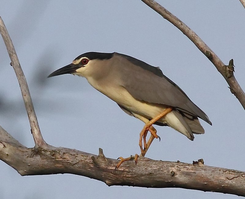 Обыкновенная кваква nycticorax nycticorax