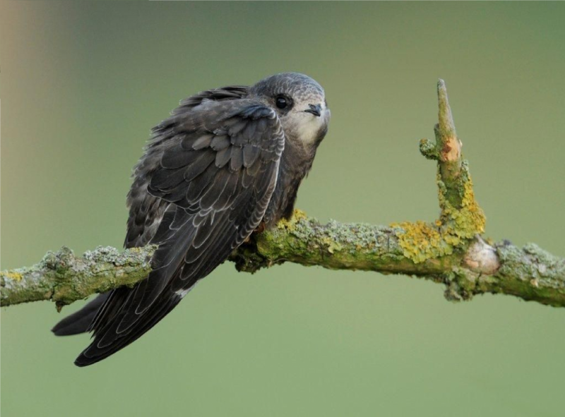 APUS pacificus Latham, 1801 белопоясный Стриж