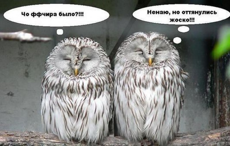 Дупло белки