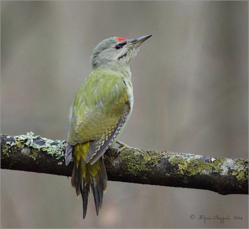 Седой дятел (Picus canus)