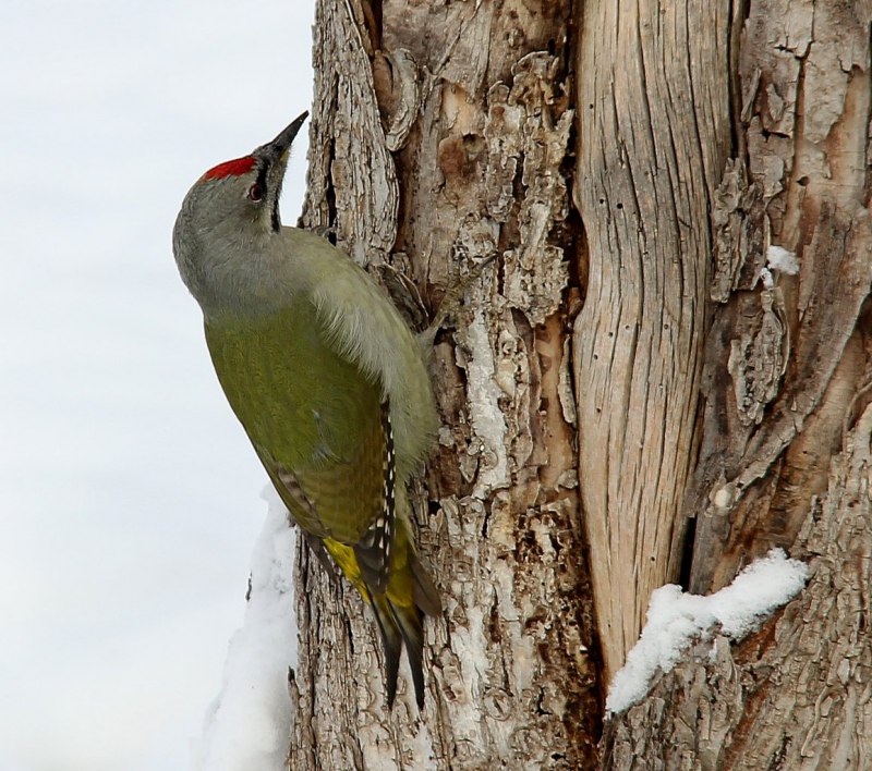 Седой дятел (Picus canus)