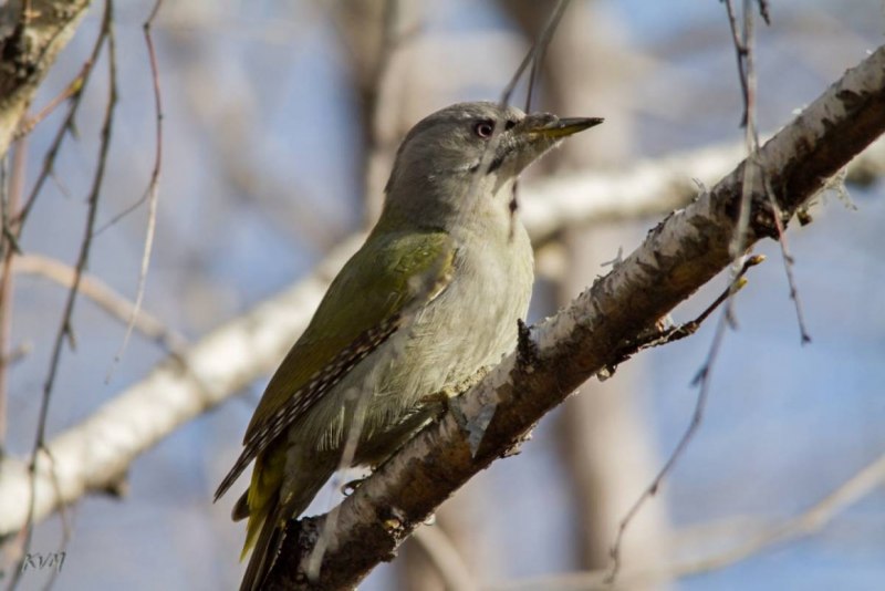 Седой дятел (Picus canus). Википедия
