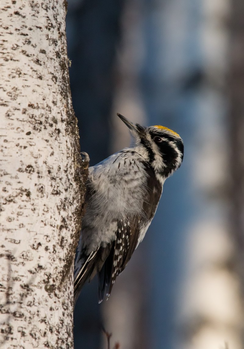 Седой дятел (Picus canus). Википедия