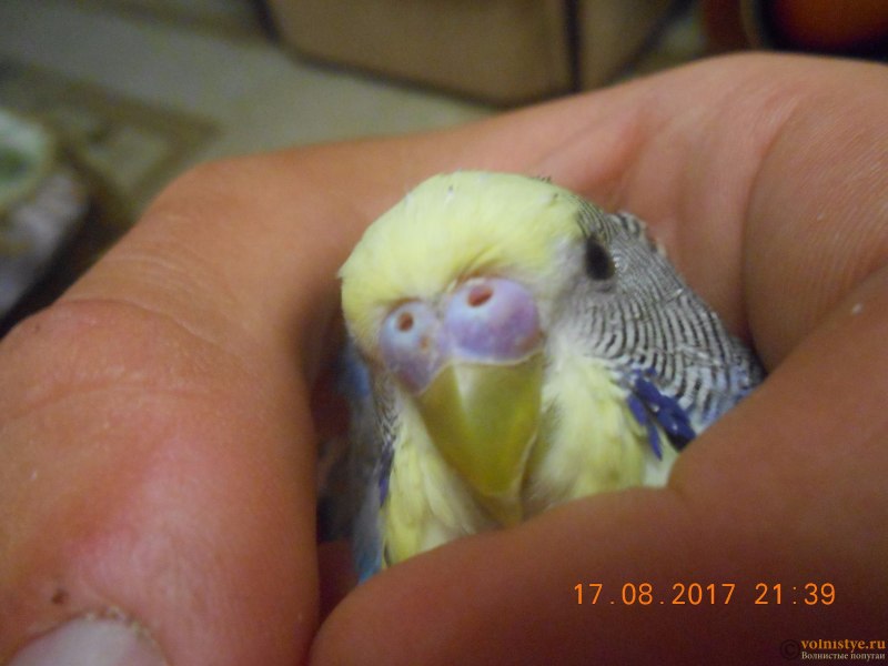 Сопли у попугая (87 фото)