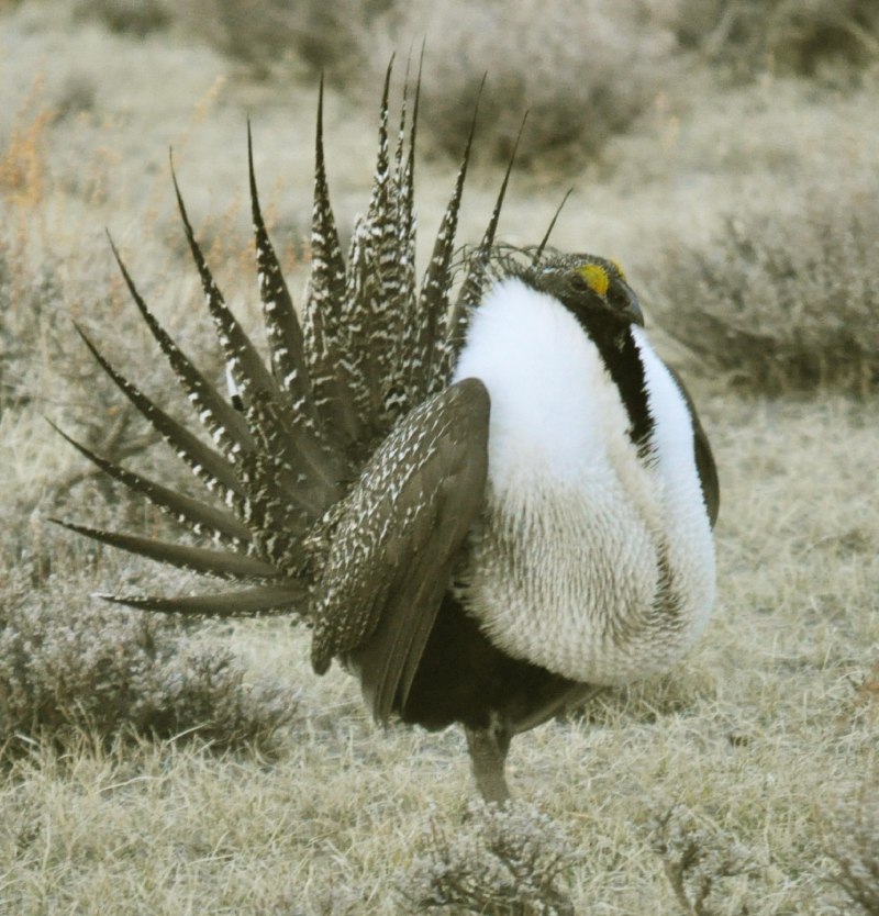 Тетерев шалфейный (Centrocercus urophasianus)