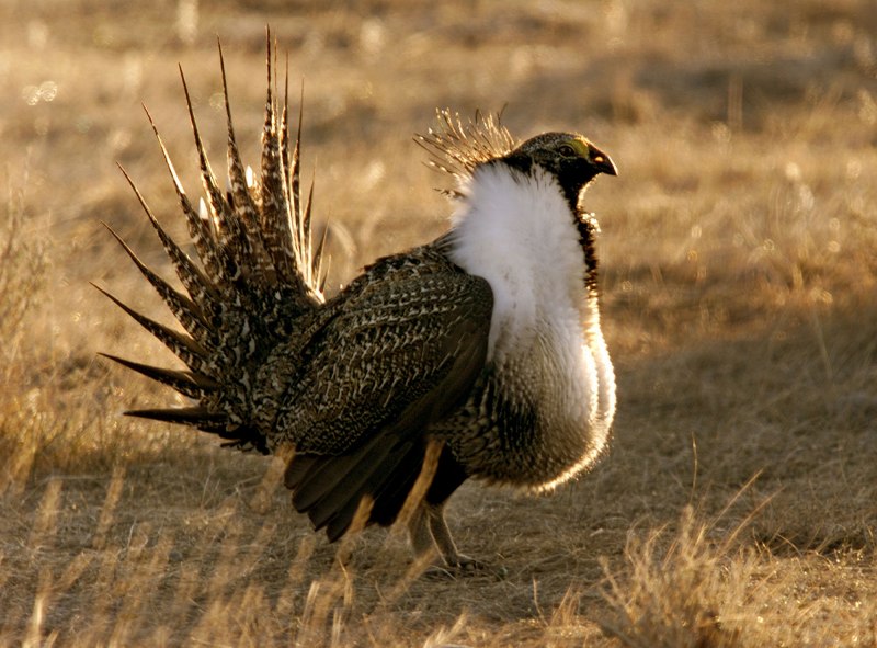 Grouse