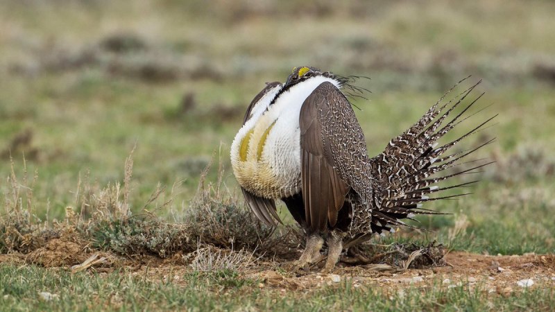Sage Grouse