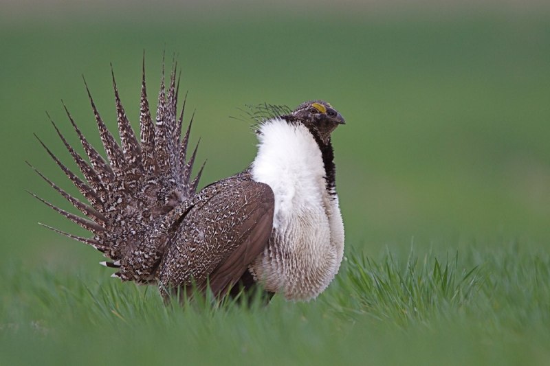 Тетерев шалфейный (Centrocercus urophasianus)