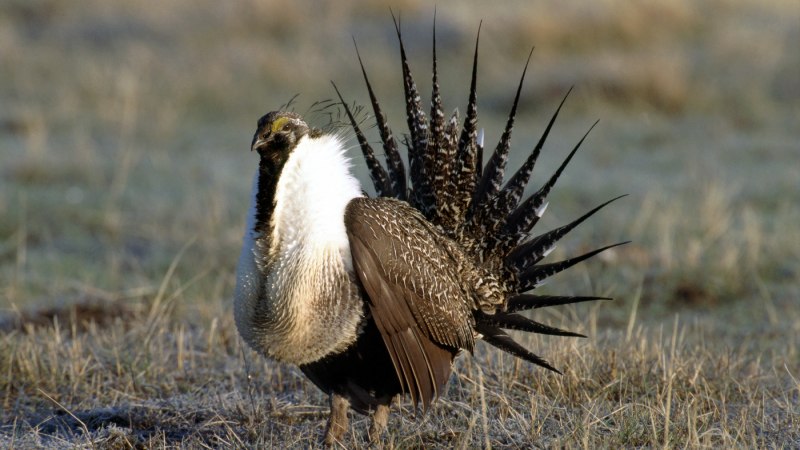 Centrocercus urophasianus