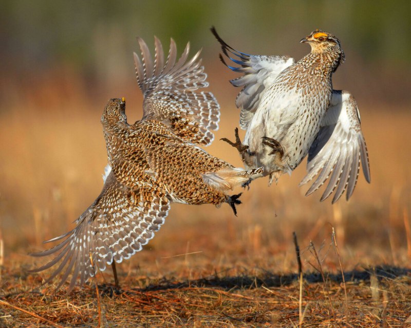 Greater Sage Grouse