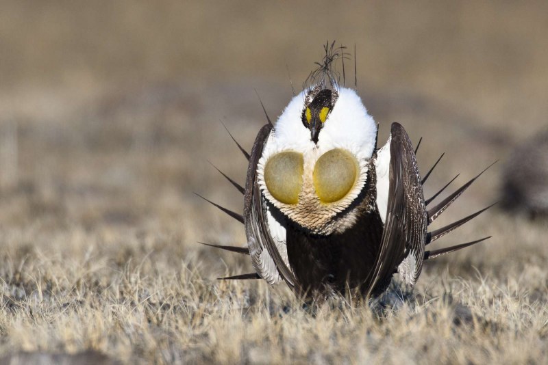 Тетерев шалфейный (Centrocercus urophasianus)