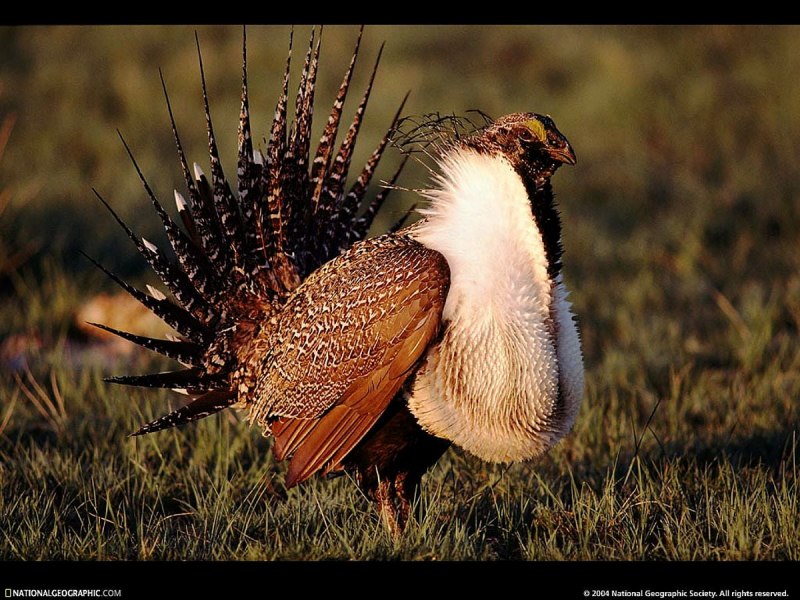 Sage Grouse