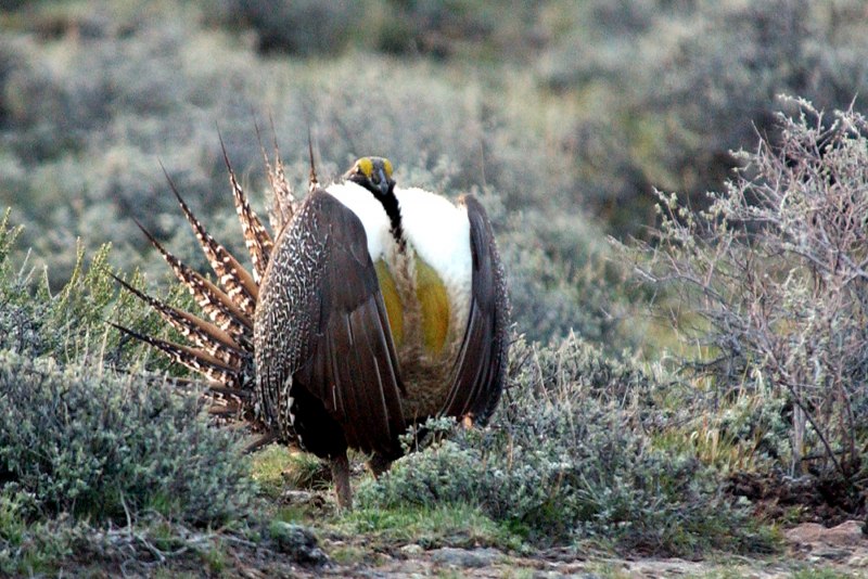Sage Grouse