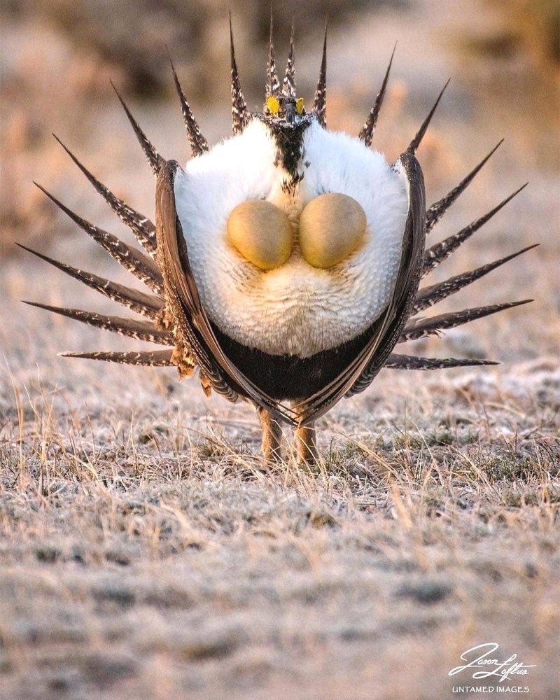 Grouze птица Sage Grouse