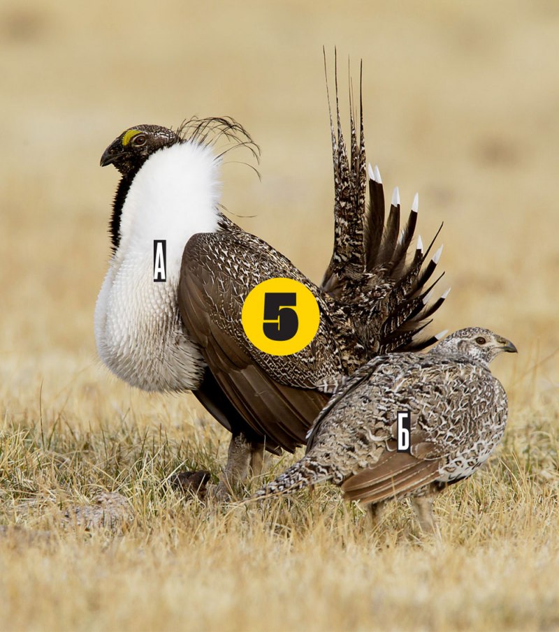Strutting Sage Grouse