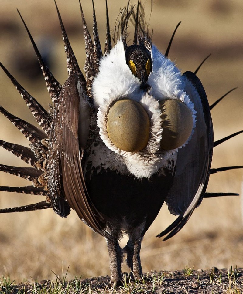 Grouse следы