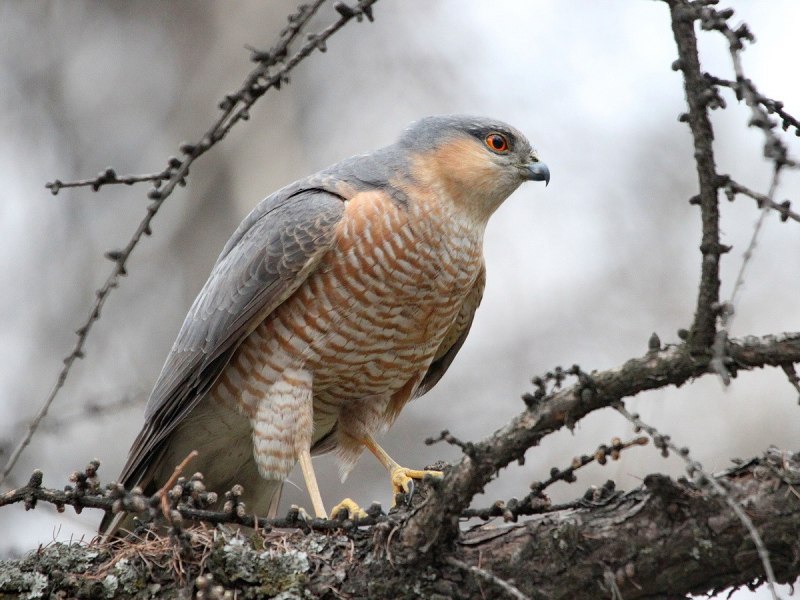 Перепелятник Accipiter nisus